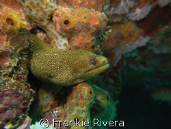 Goldentail Eel @ Crash Boat, Aguadill, PR by Frankie Rivera 